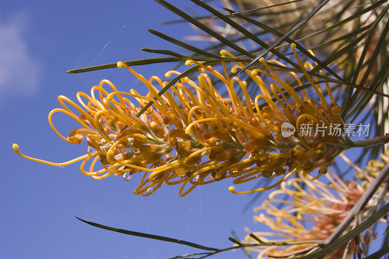 Grevillea /格雷维尔